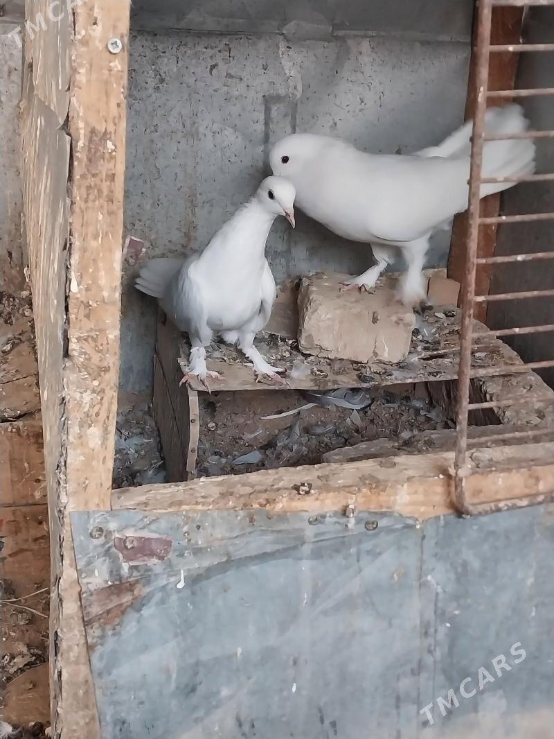 KEPDERI - Murgap - img 2