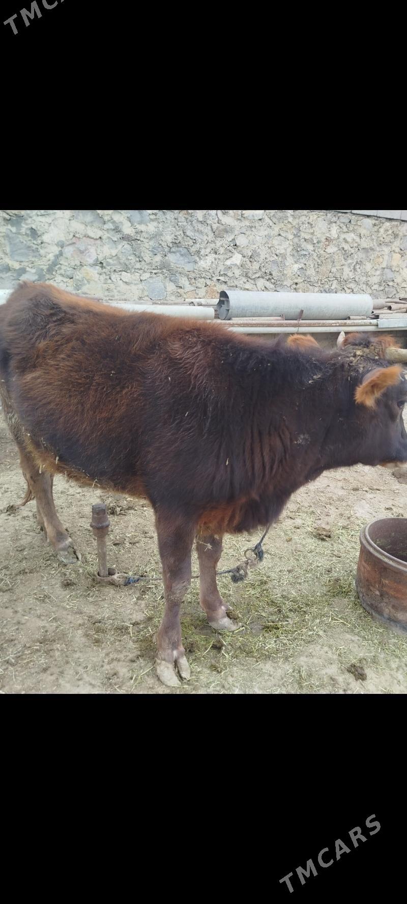 Tuwe guzlamadyk - Бахарден - img 7