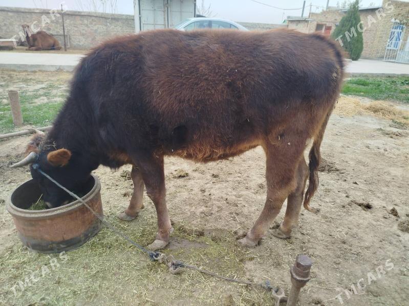 Tuwe guzlamadyk - Бахарден - img 5