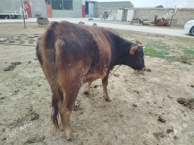 Tuwe guzlamadyk - Бахарден - img 4