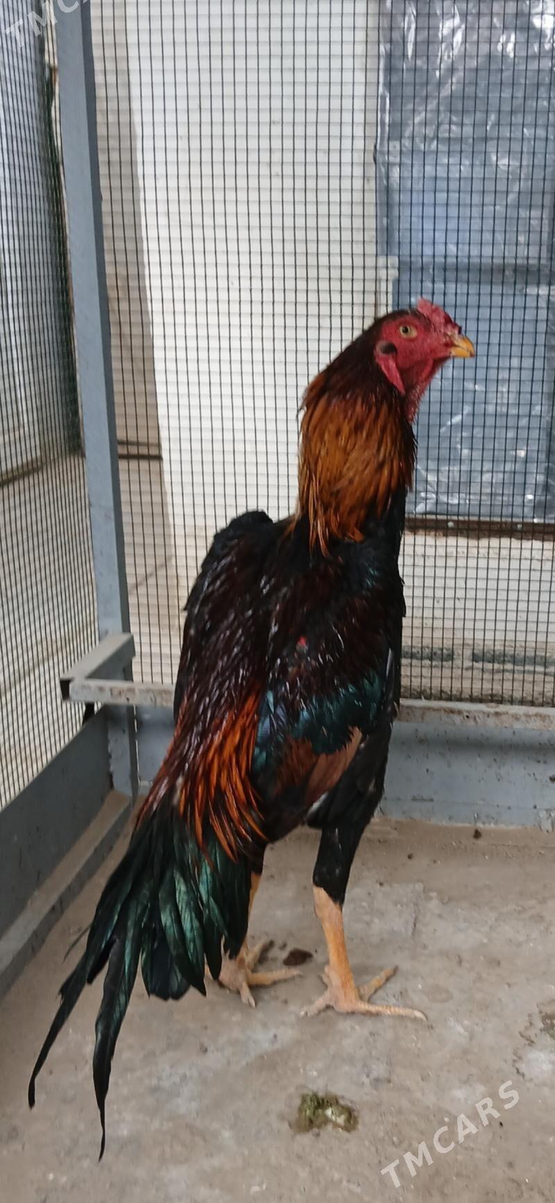 TASKENT HORAZ - Täze zaman - img 10