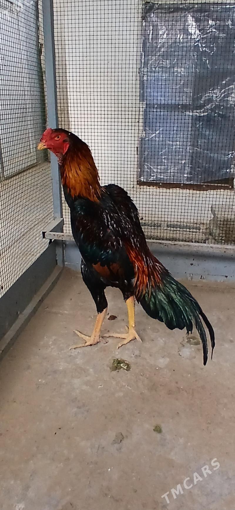 TASKENT HORAZ - Täze zaman - img 3