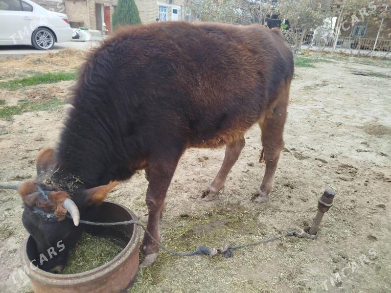 Tuwe guzlamadyk - Бахарден - img 2