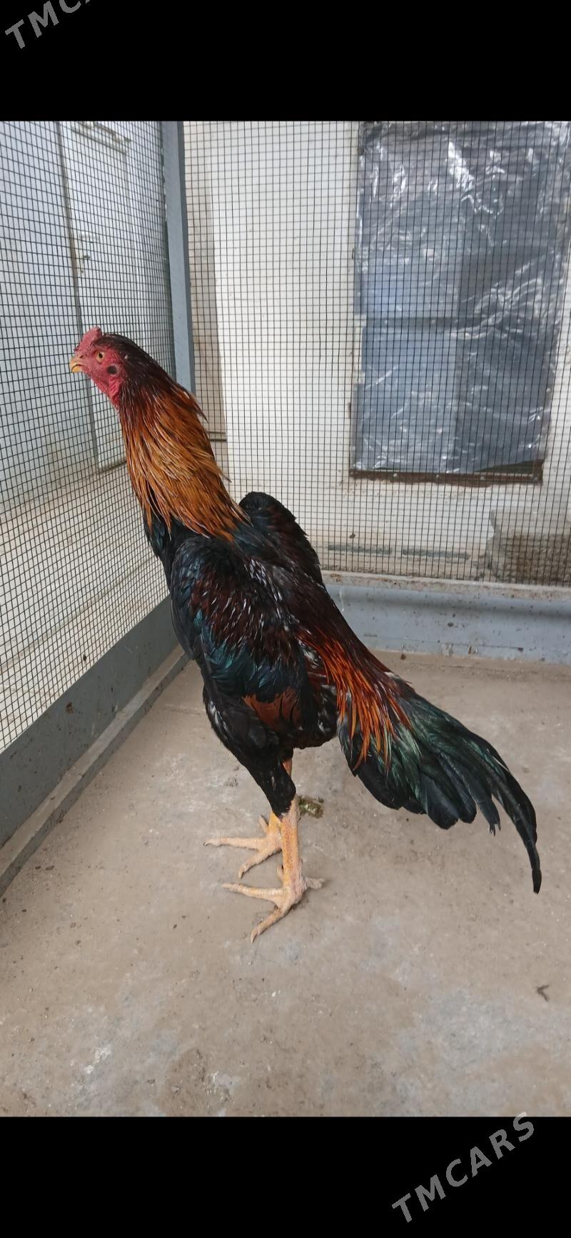 TASKENT HORAZ - Täze zaman - img 5