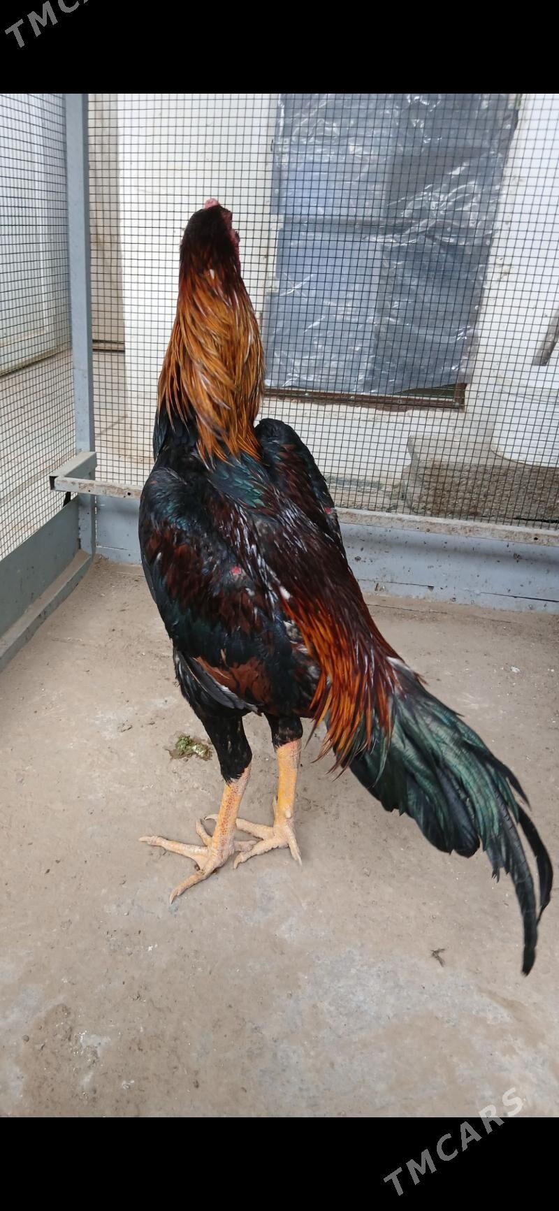 TASKENT HORAZ - Täze zaman - img 8