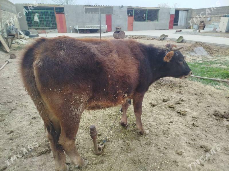 Tuwe guzlamadyk - Бахарден - img 9