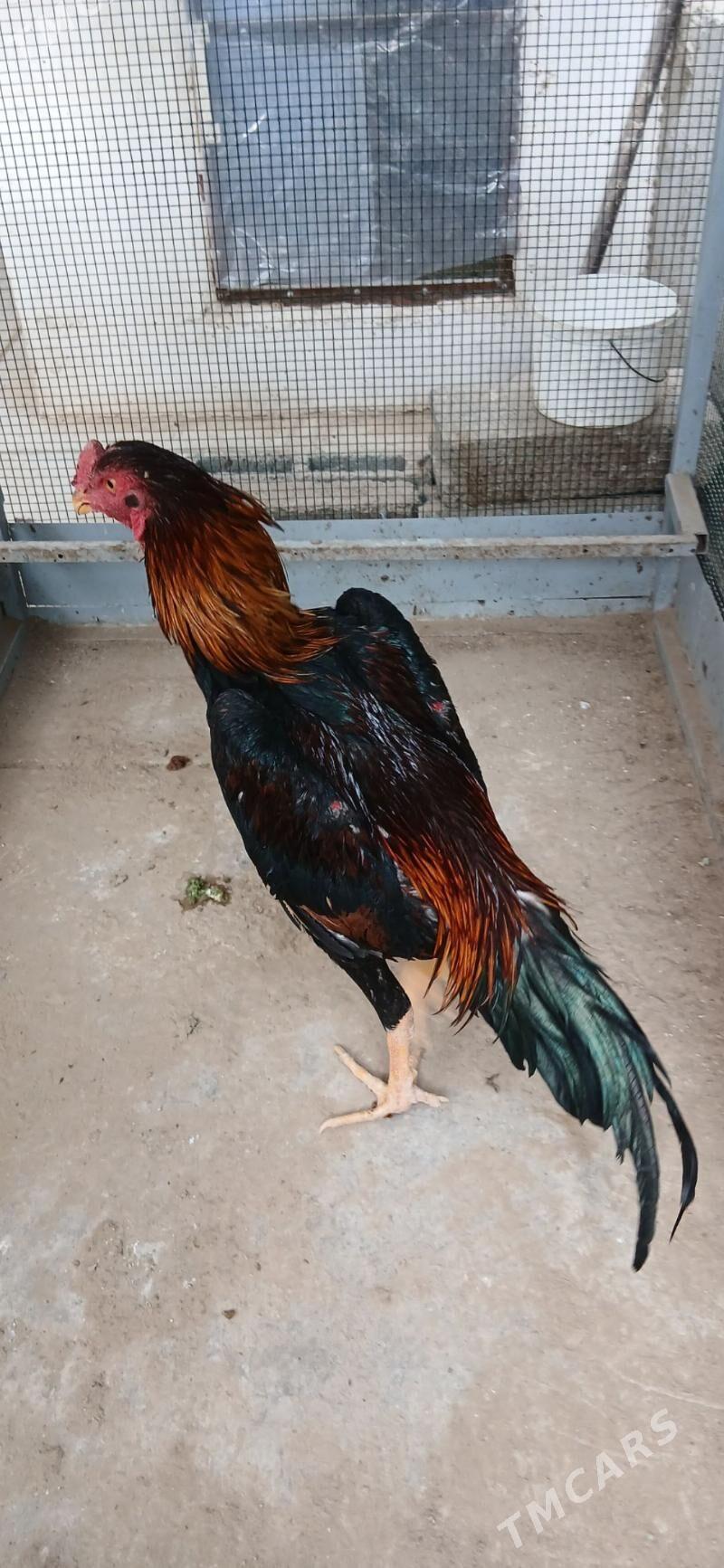 TASKENT HORAZ - Täze zaman - img 2