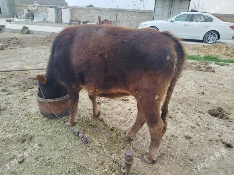 Tuwe guzlamadyk - Бахарден - img 3