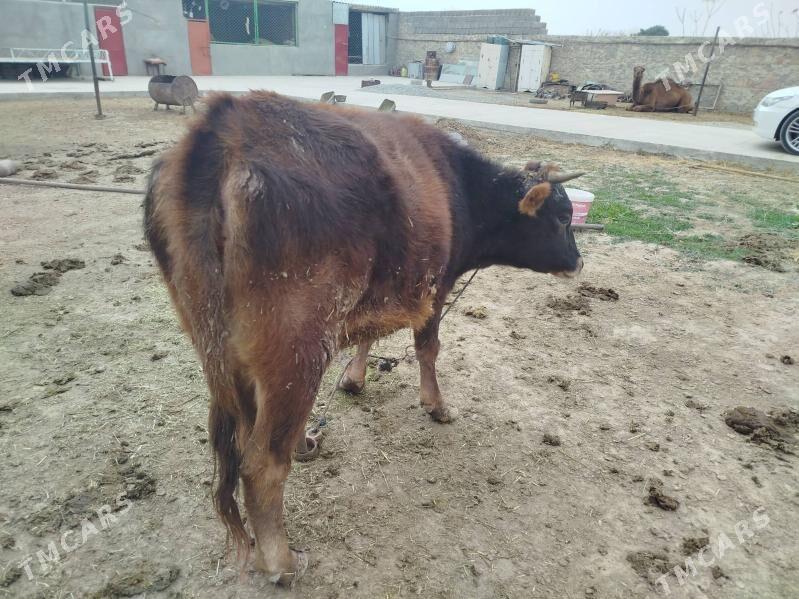 Tuwe guzlamadyk - Бахарден - img 6