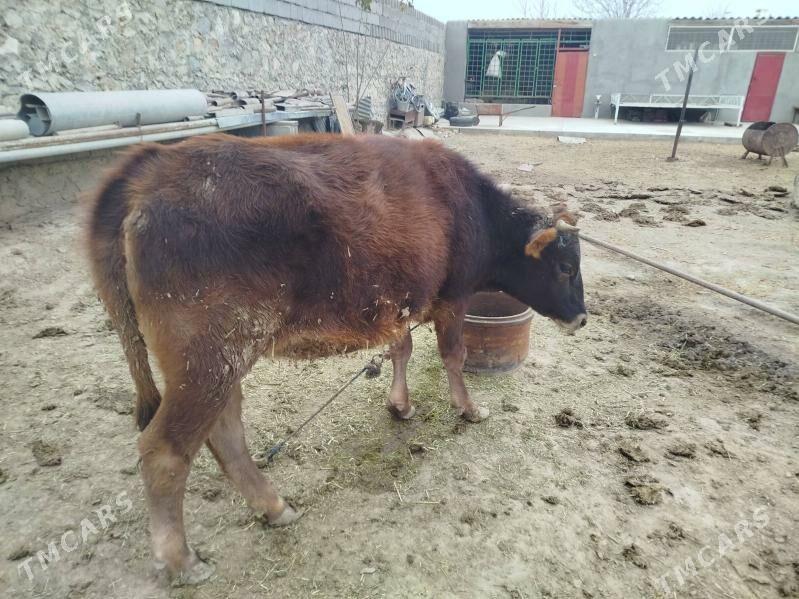 Tuwe guzlamadyk - Бахарден - img 10