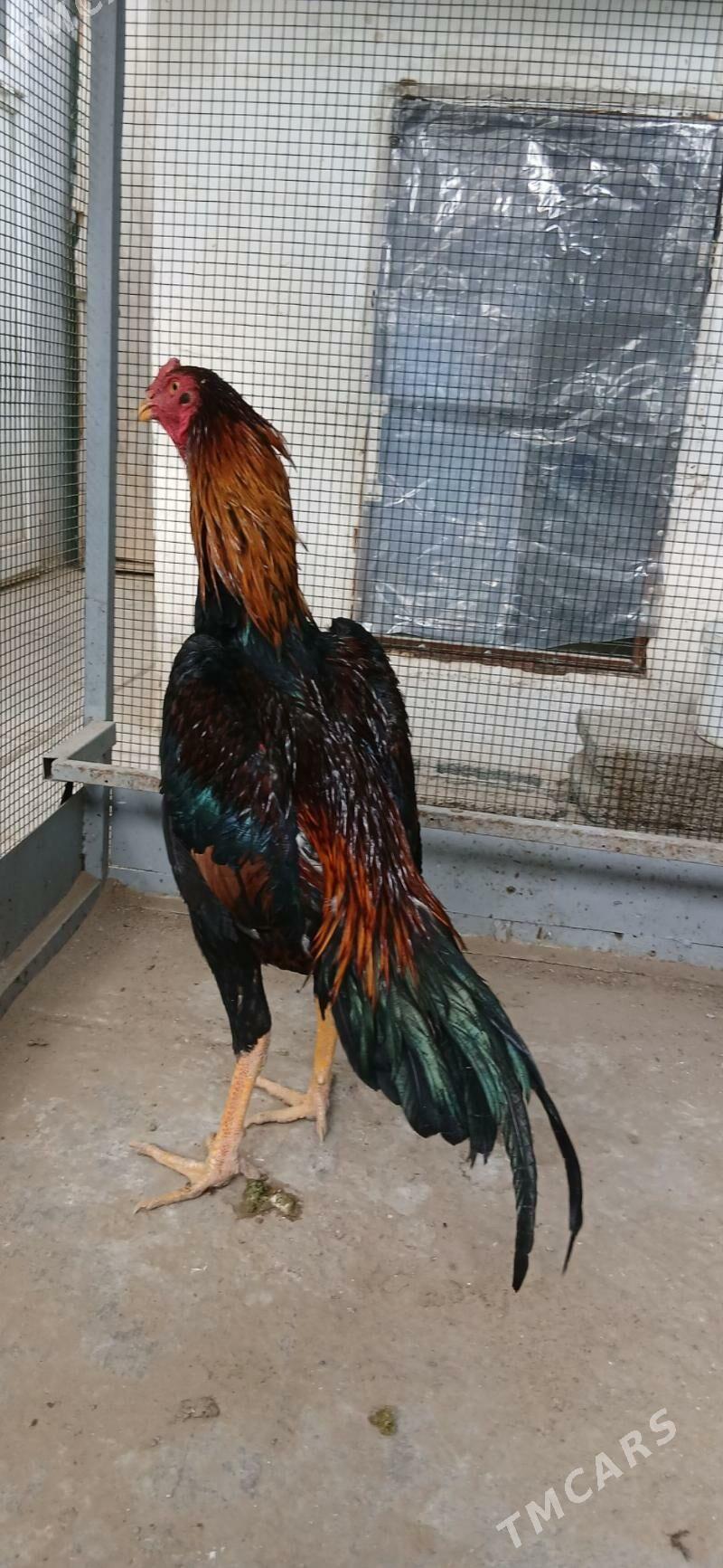 TASKENT HORAZ - Täze zaman - img 6