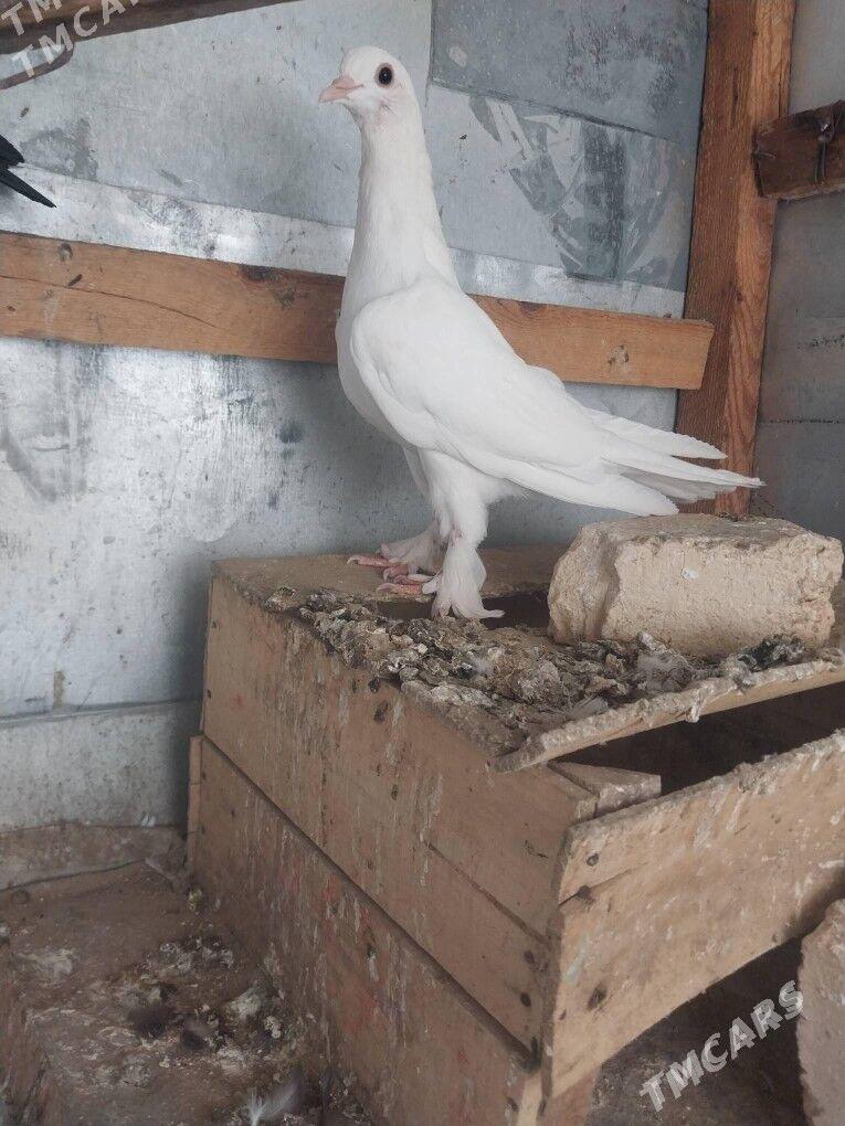 KEPDERI. - Мургап - img 2