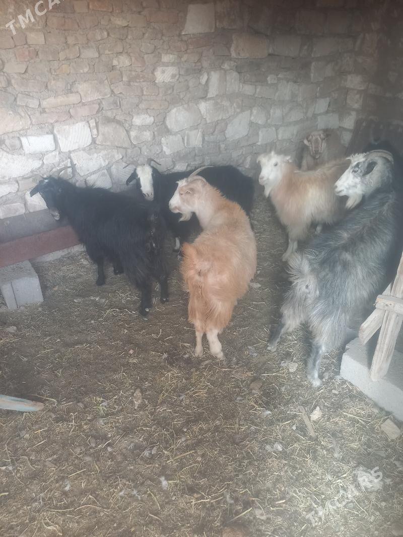 Geci - Gyzylarbat - img 2