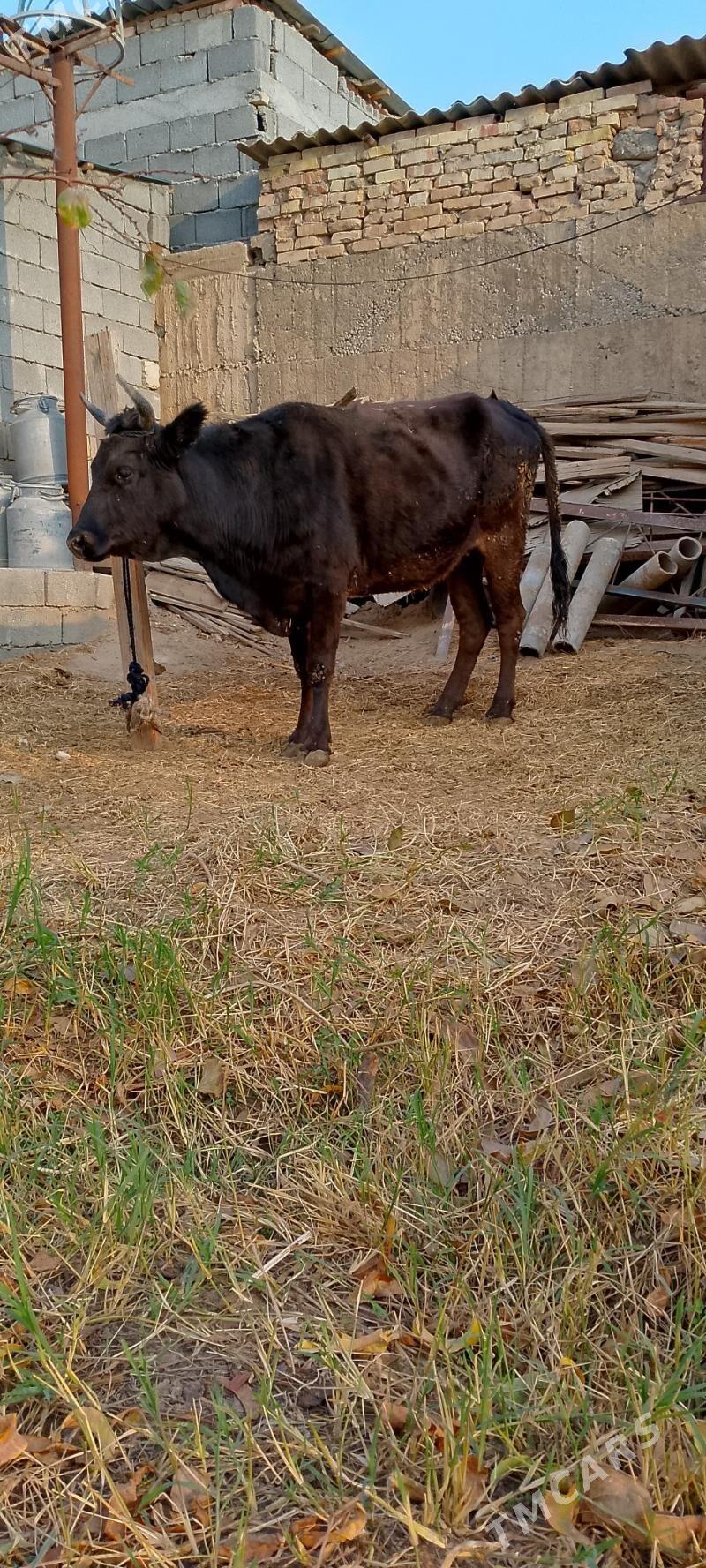 Sygyr - Чоганлы - img 2