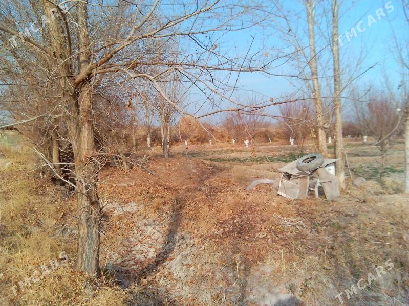 ucacaska yer - Гороглы (Тагта) - img 6