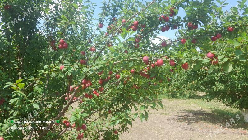 ucacaska yer - Гороглы (Тагта) - img 3