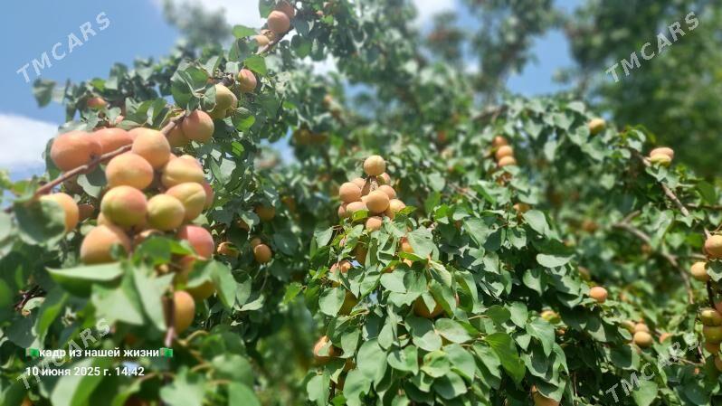 ucacaska yer - Гороглы (Тагта) - img 4