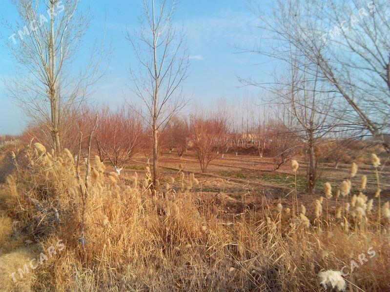 ucacaska yer - Гороглы (Тагта) - img 7