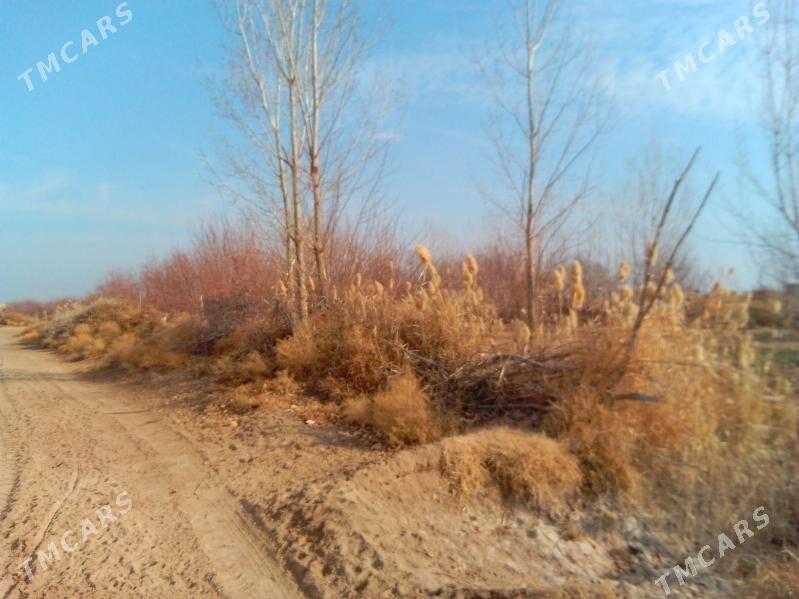 ucacaska yer - Гороглы (Тагта) - img 9