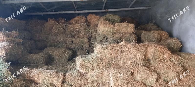 ýorunjo bede - Ýaşlyk - img 2