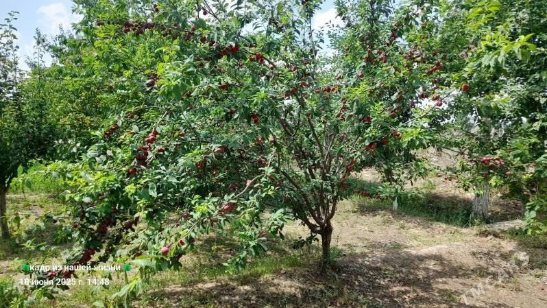 ucacaska yer - Гороглы (Тагта) - img 1