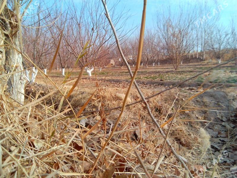 ucacaska yer - Гороглы (Тагта) - img 10