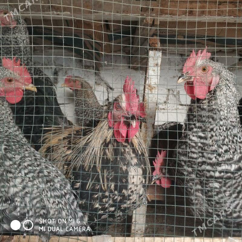 Ataks Dominant Horaz Towuk - Хитровка - img 2