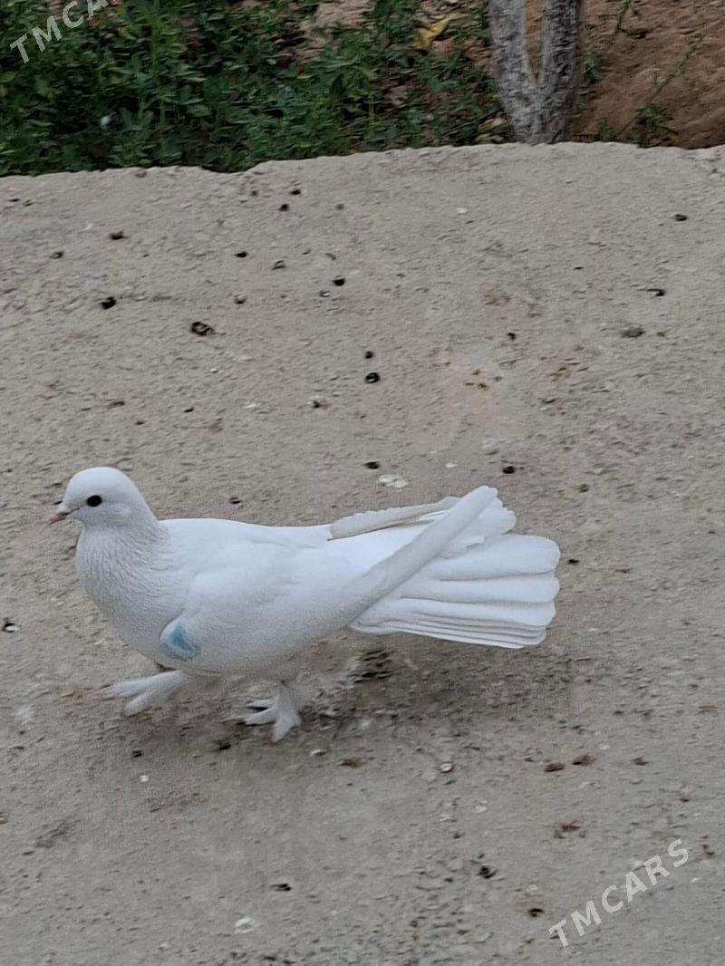 Kepderi - Мары - img 3