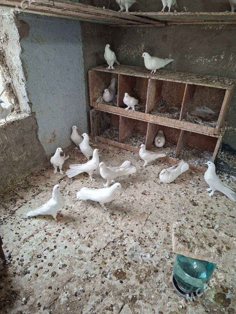 Kepderi - Мары - img 2