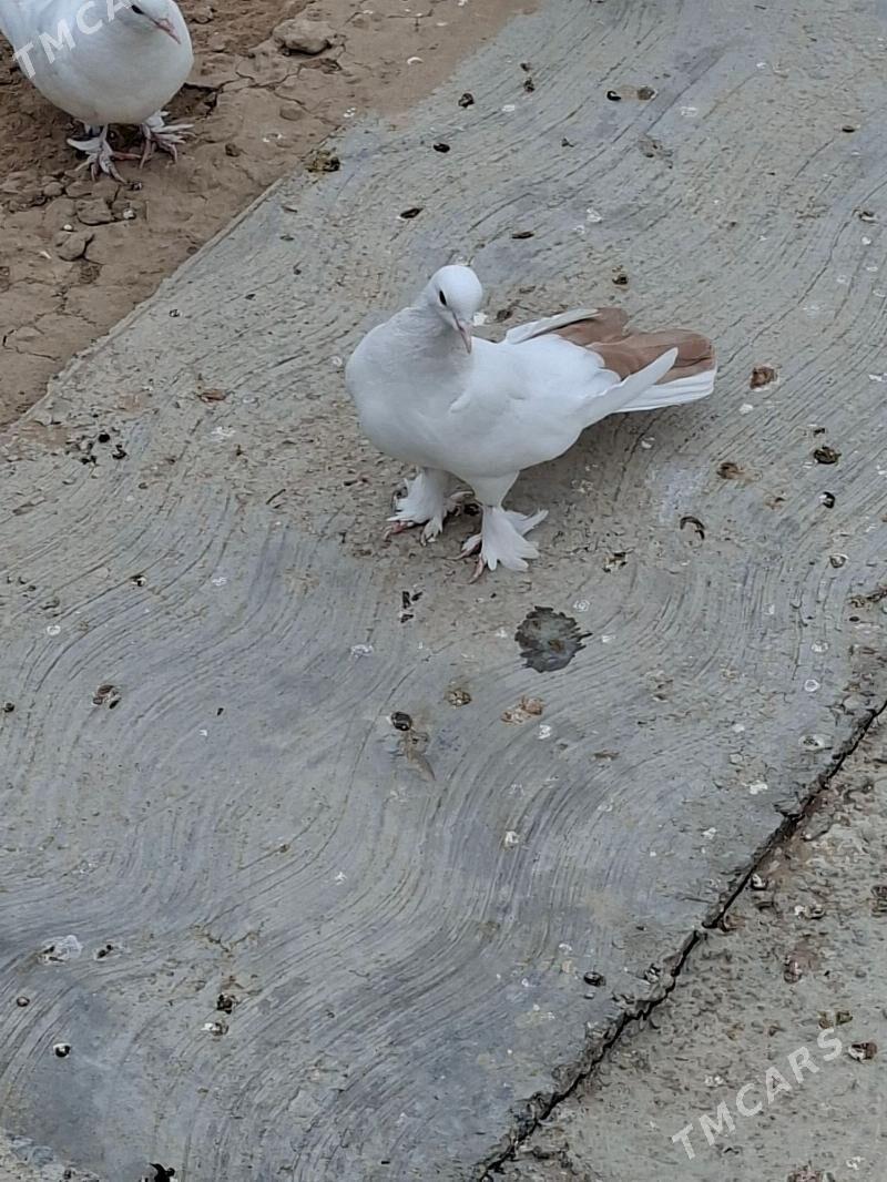 Kepderi - Мары - img 9