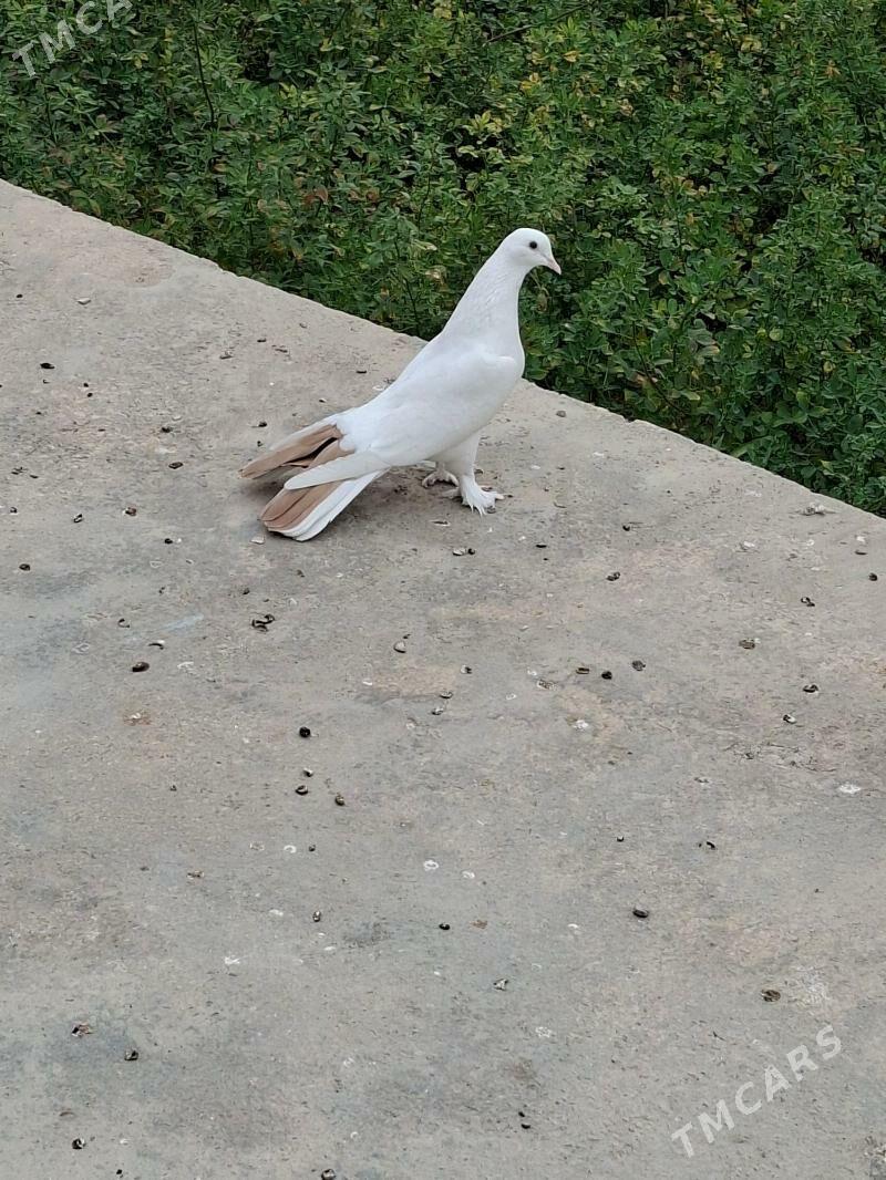 Kepderi - Мары - img 10