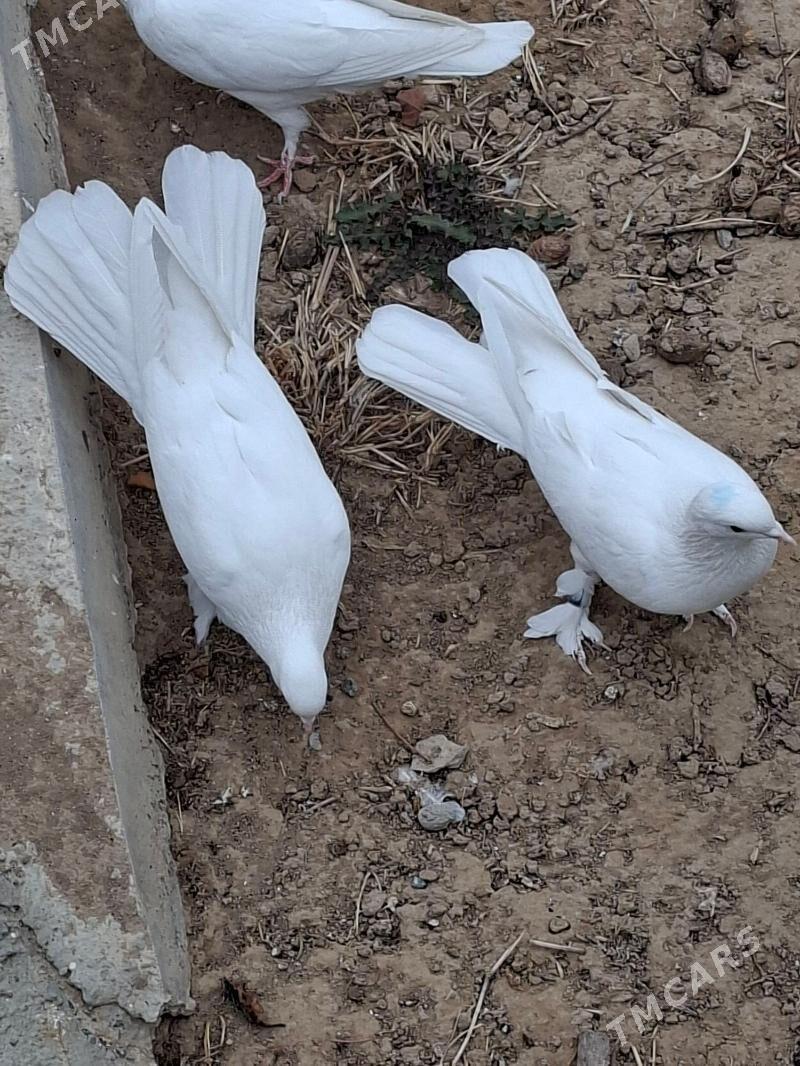 Kepderi - Мары - img 6