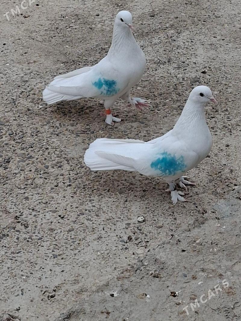 Kepderi - Мары - img 5