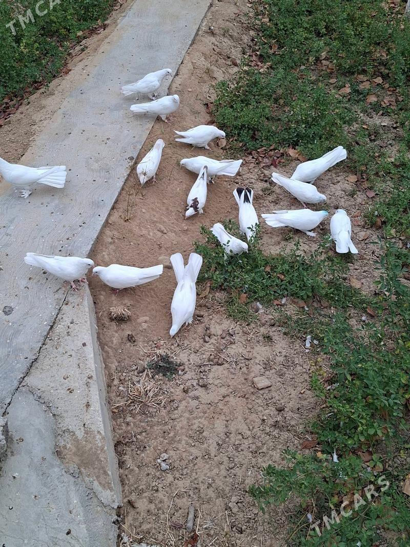 Kepderi - Мары - img 7