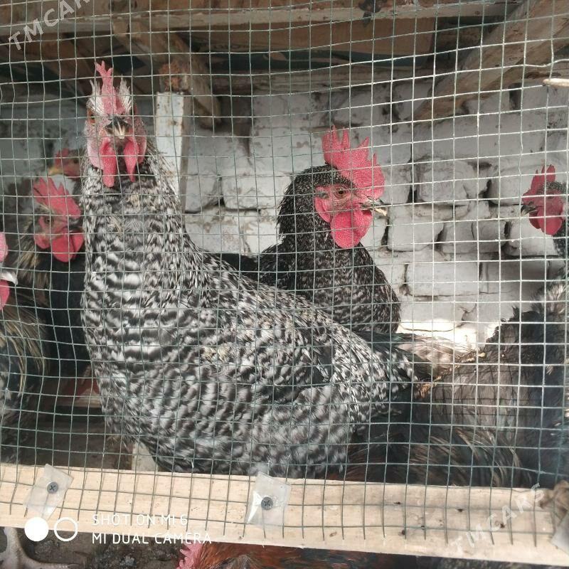 Ataks Dominant Horaz Towuk - Хитровка - img 3