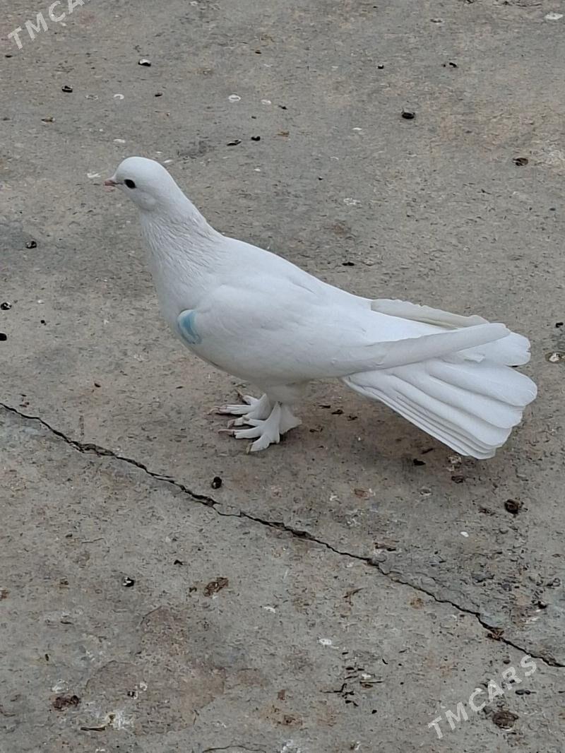 Kepderi - Мары - img 4