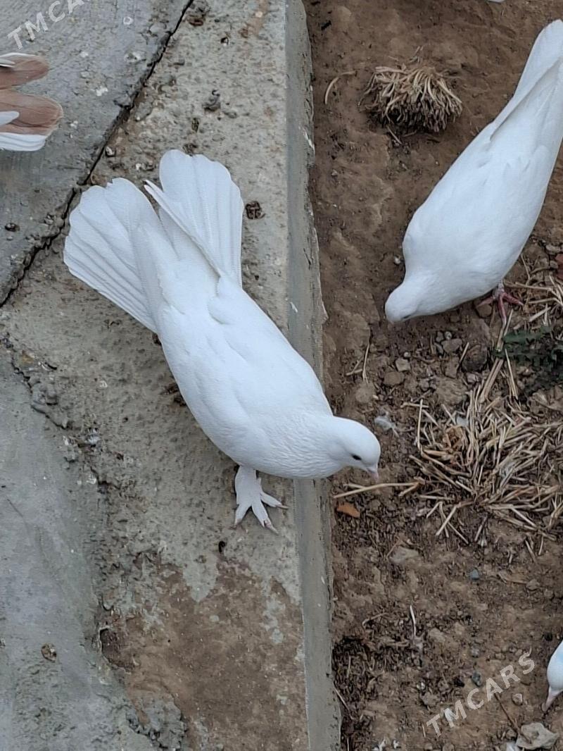 Kepderi - Мары - img 8