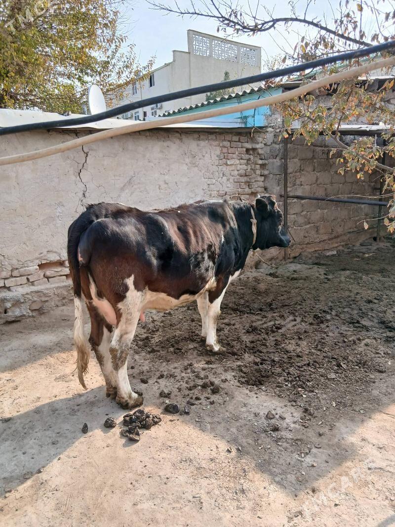 gibirit tuwe - Ашхабад - img 3