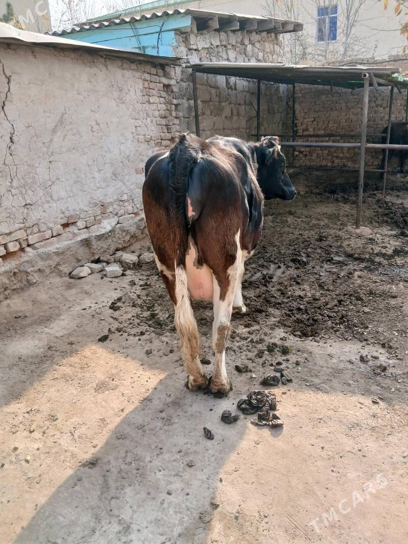 gibirit tuwe - Ашхабад - img 2