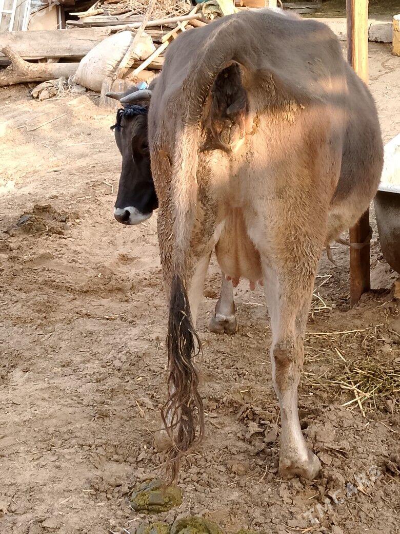 Bogoz Sygyr - Чоганлы - img 2