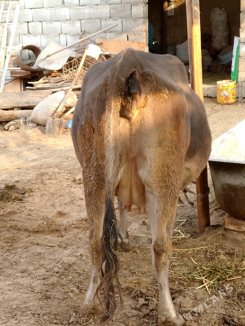 Bogoz Sygyr - Чоганлы - img 3