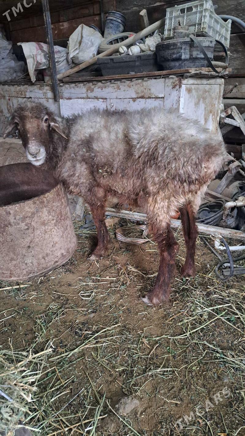 goyun - Гызыларбат - img 2