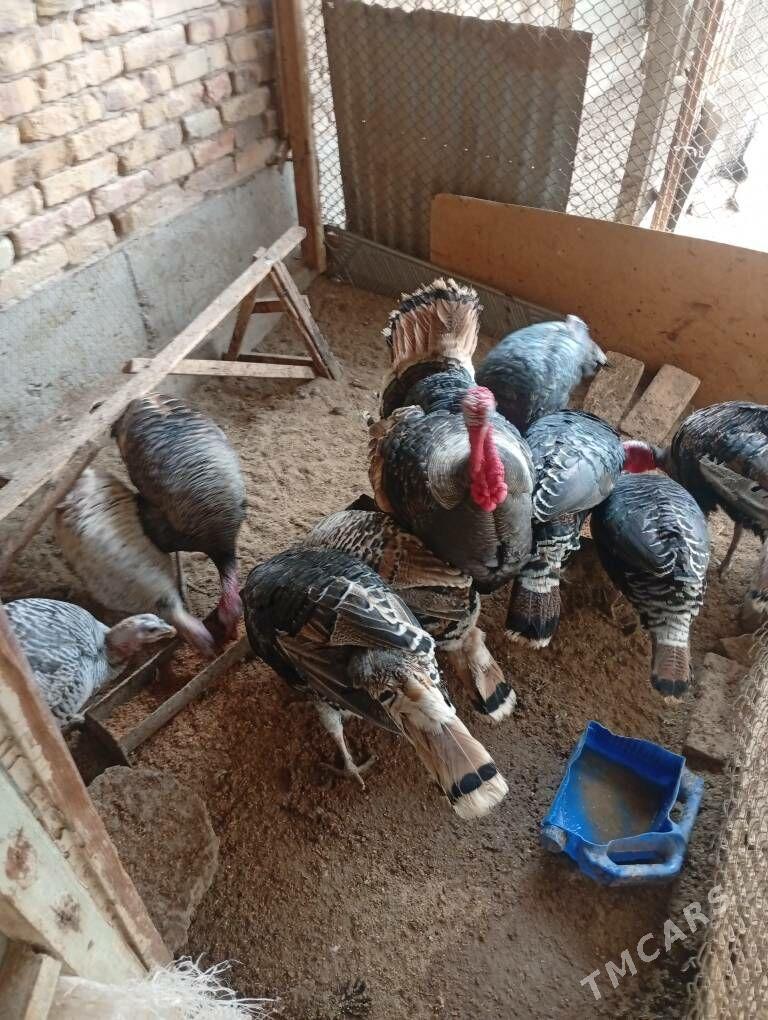 satlyk İNDUK - Чарджоу - img 2