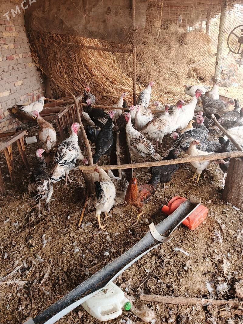 Induklar - Saýat - img 2