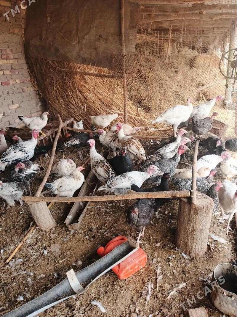 Induklar - Saýat - img 3