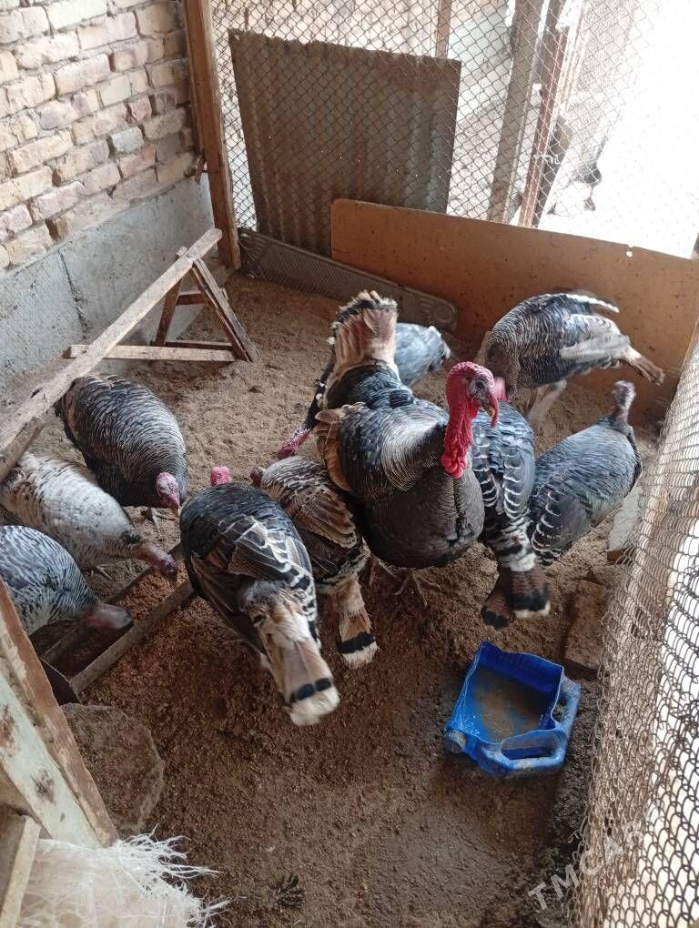 satlyk İNDUK - Чарджоу - img 3