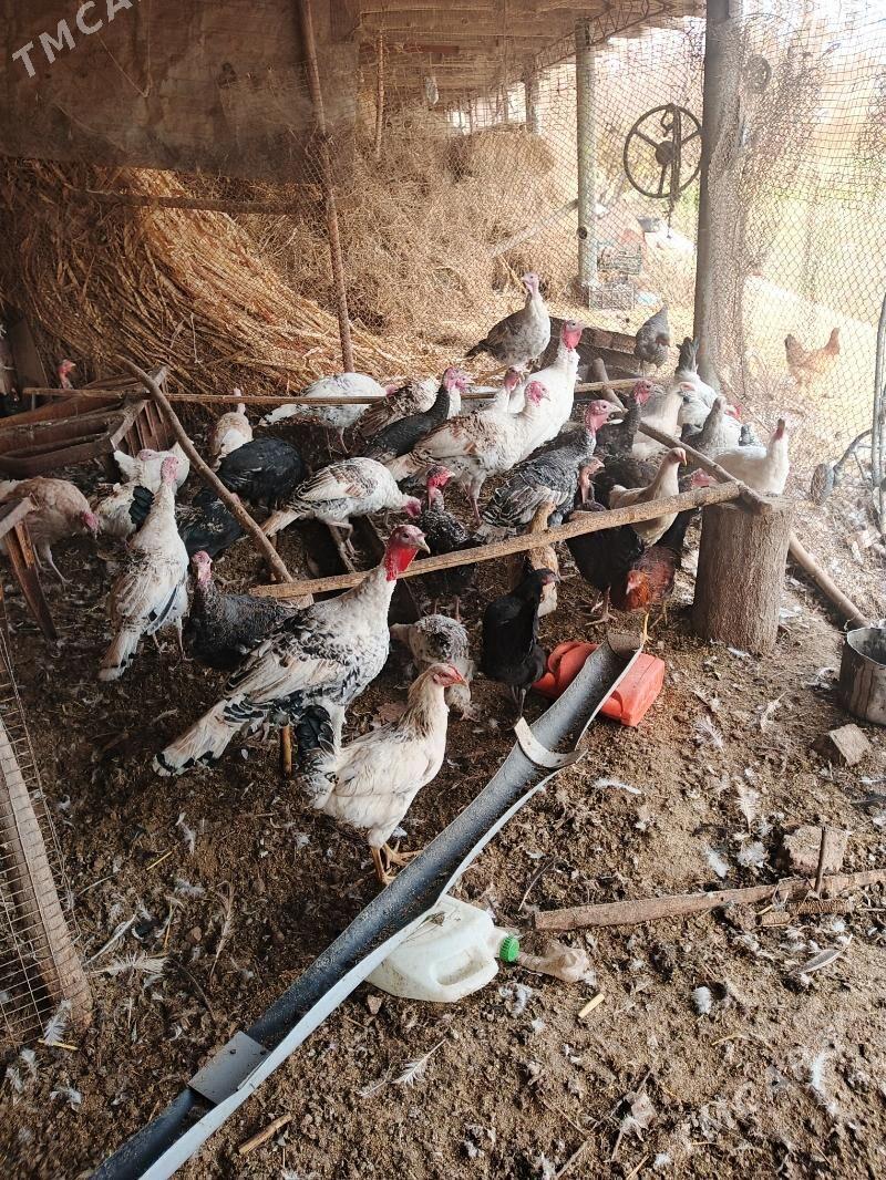 Induklar - Saýat - img 1