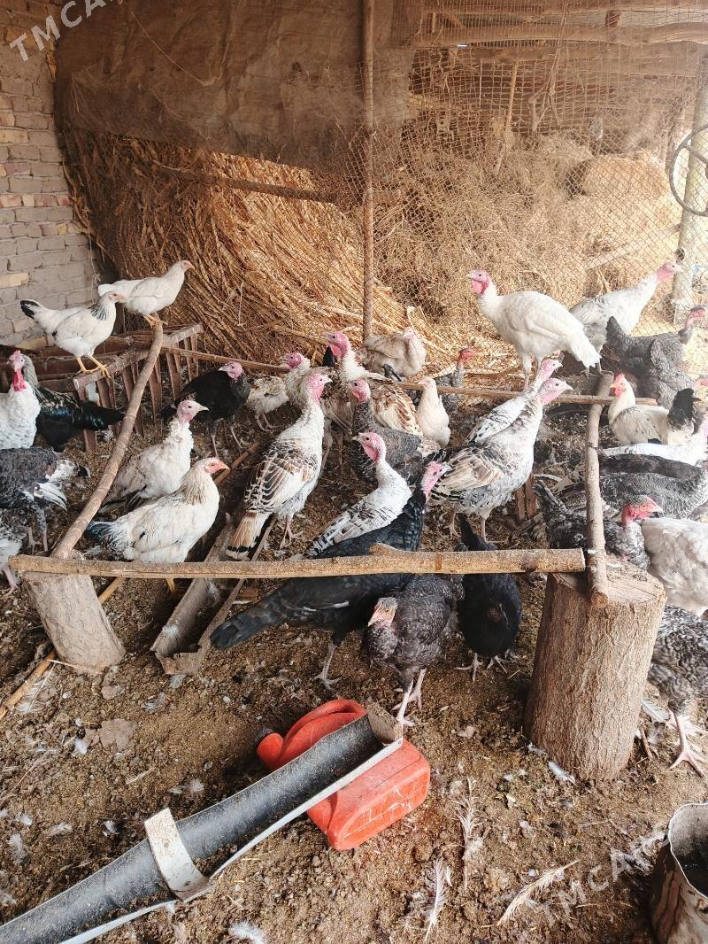 Induklar - Saýat - img 4