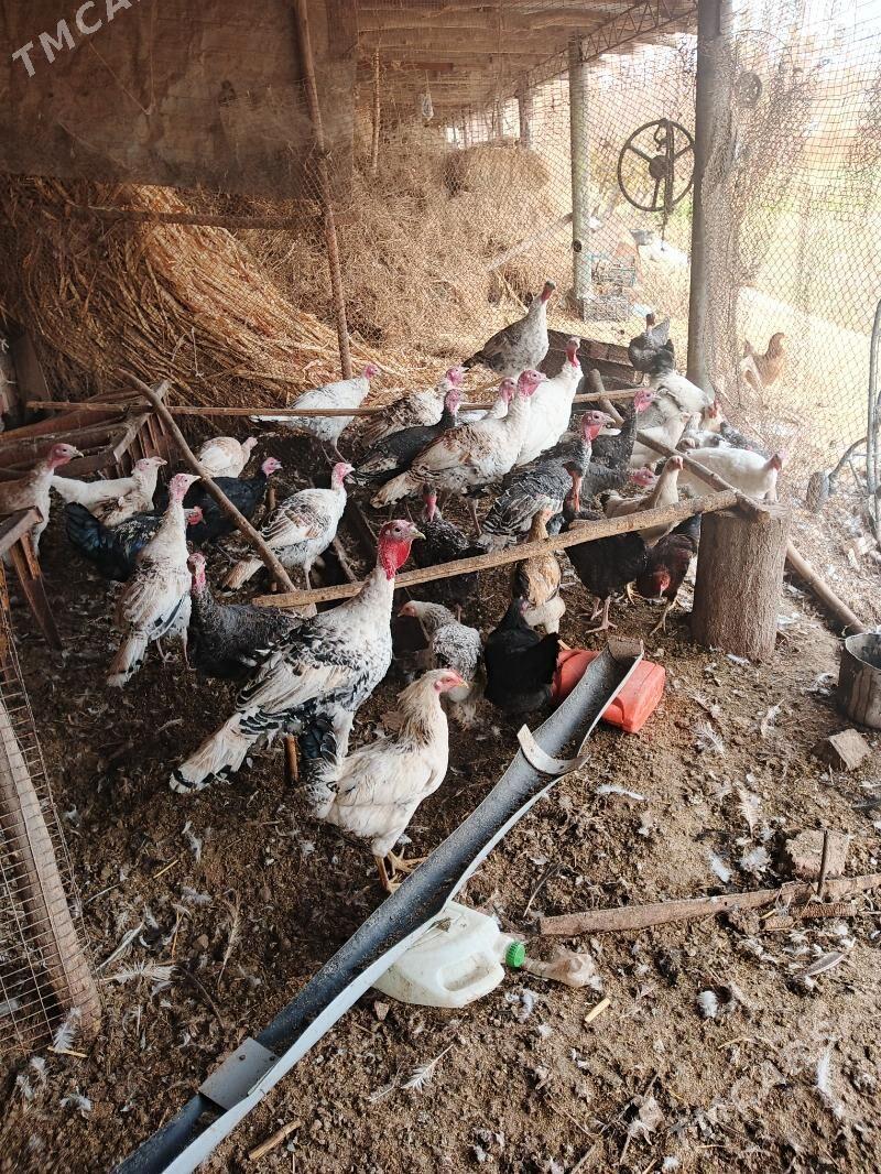 Induklar - Saýat - img 6