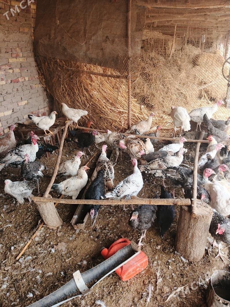 Induklar - Saýat - img 5